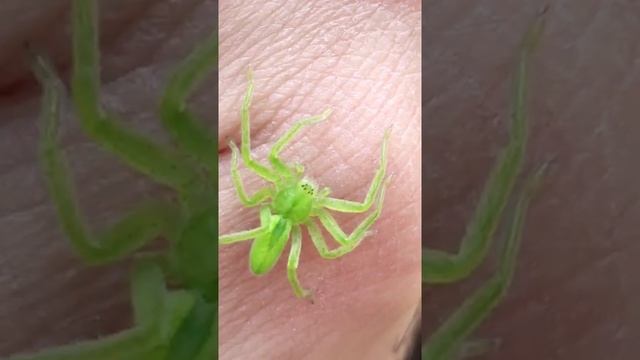 Micrommata virescens (8 gözlü yeşil örümcek) micro - macro çekim #shorts