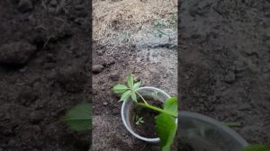 Результат размножения ежевики верхушками...