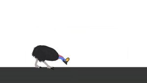 DCBA: Elephant VS Cassowary