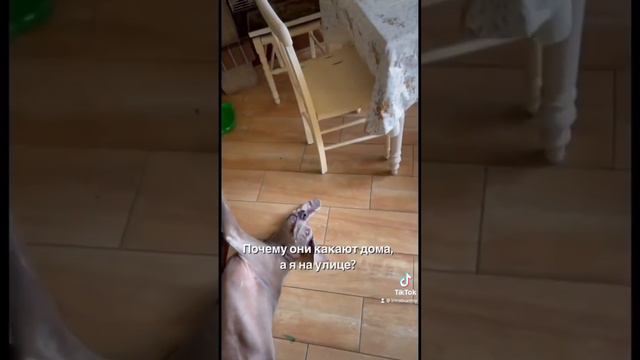 #funnyvideo #смешноевидео #приколы #funnyanimals #животные #собака #веймаранер