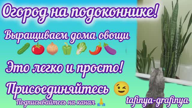 Видео 43. 🍅Огород на подоконнике для Новичков! 🌶️Легко и просто. 💪Часть 1. 🧅