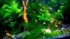 #Aquarium. Мох феникс и анубиас.