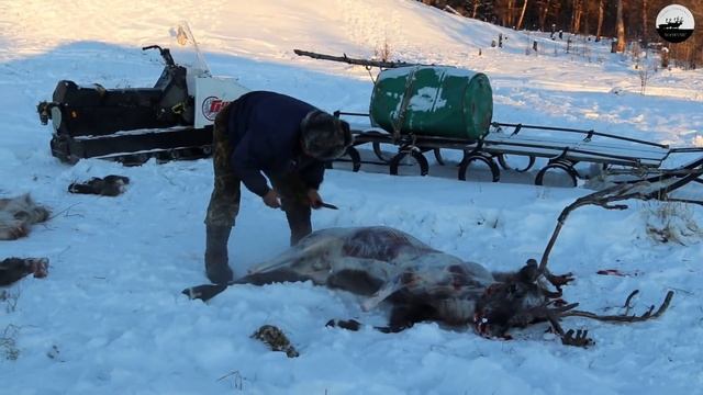Разделка оленя//Butchering a deer смотреть онлайн