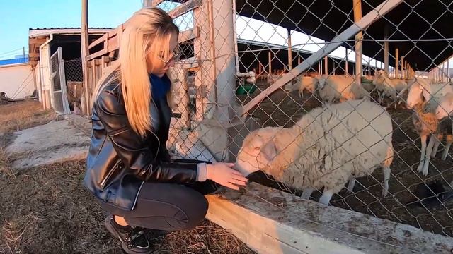 Farm #WithMe Pretty Girl Dangerous STIHL Chainsaw Tree Cutting Cow Milking Farming Cows Feeding Cur смотреть онлайн