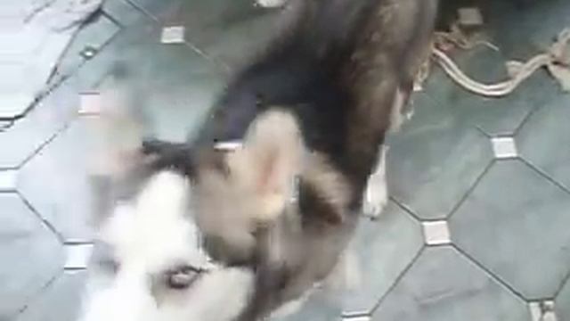 Kismet training смотреть онлайн