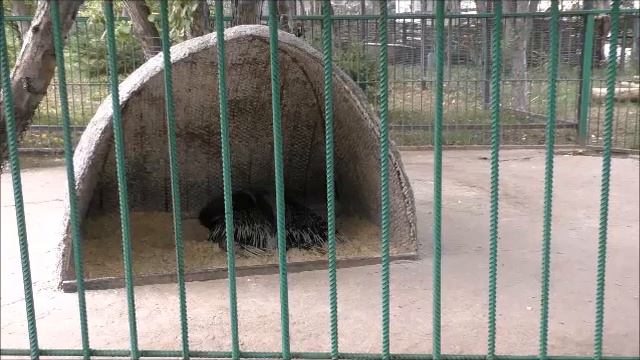 Барнаульский Зоопарк смотреть онлайн