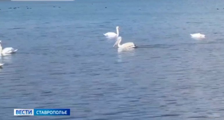 На Ставрополье теперь можно встретить и фламинго, и пеликана