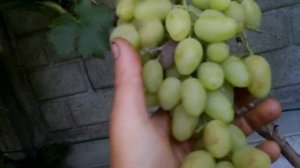 Сорт винограда"Зарница"