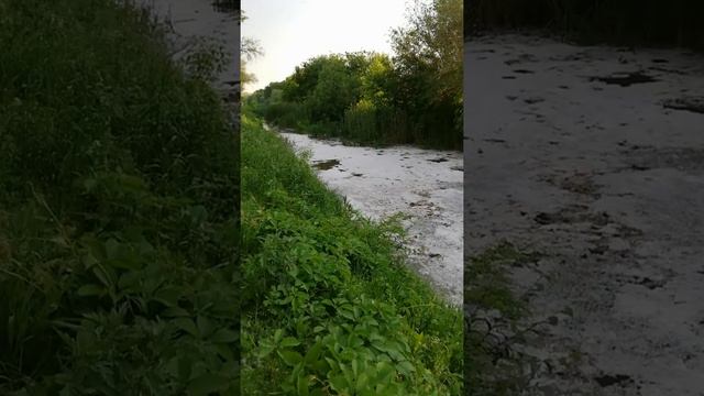Тополь. Дерево. Тополинный пух. Защита.