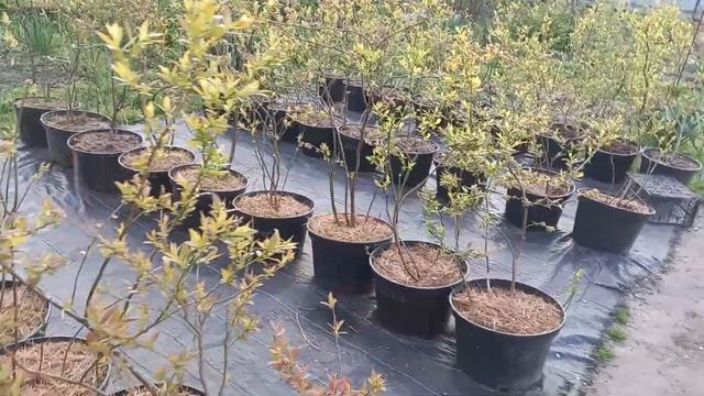 Лучшее время для посадки голубики. смотреть онлайн