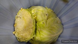 Квашеная капуста целиком, армянский рецепт от Офели!!Կաղամբի թթու՝ պասուց տոլմայի և քրչիկի համար