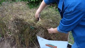 Сбор семян кинзы.  (98 18.09.16)