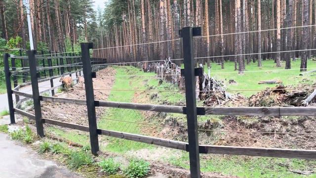 Сафари в Ярославском зоопарке смотреть онлайн