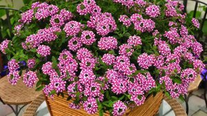 8 красивых ампельных растений для сада | Советы дачникам