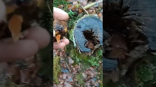 Сбор ЧАГИ. смотреть онлайн