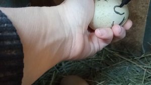 Индоутка хочет сесть на яйца. Что я делаю для этого