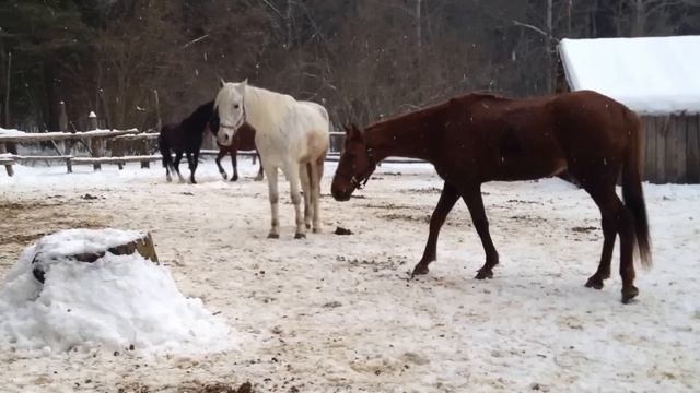 Проект "Секреты Русской деревни" - Наша конюшня смотреть онлайн