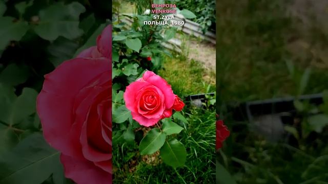 Троянда Венроза в моєму саду 16.06.22. St. Zila, Польща 1980. Venrose Rose in my garden. #shorts