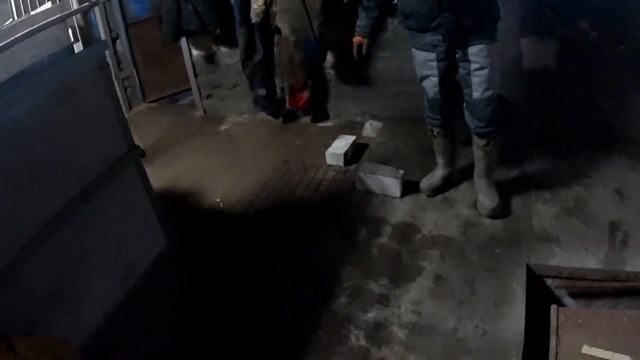 Деревенские будни.Поросята породы пьетрен.