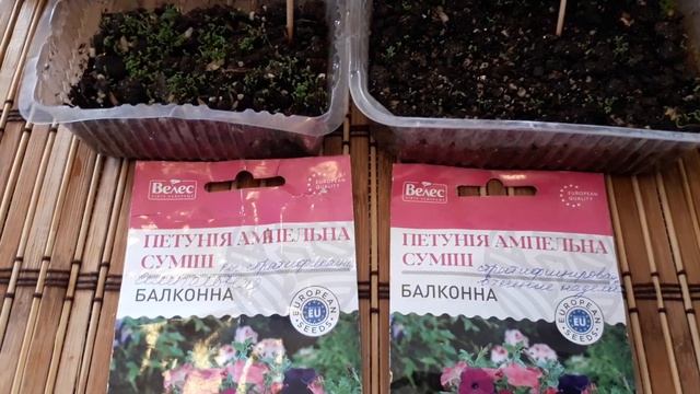 Всходы петунии через неделю после сева. В снег В тепличку Под свет. Петуния и не только.