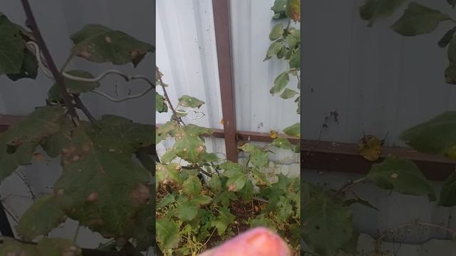 Слива Любимица Султана. смотреть онлайн