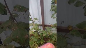 Слива Любимица Султана.