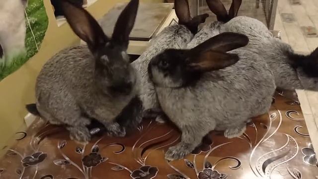 Кролики Полтавское серебро смотреть онлайн