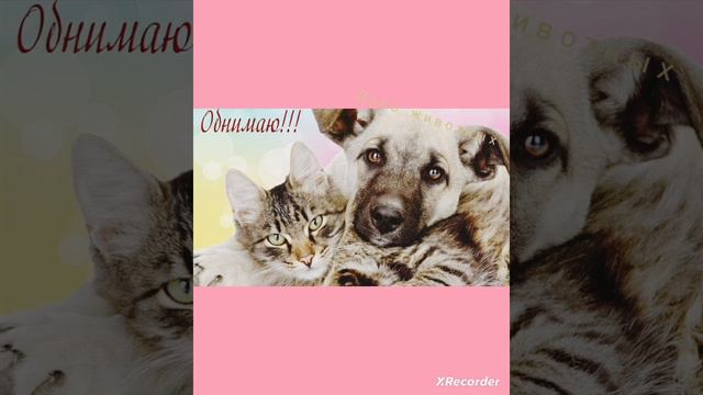 День животных просто так🦊