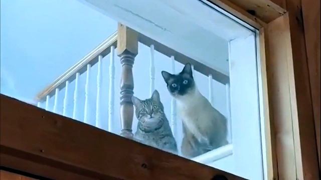 Кошачьи проделки. Прикольное кошачье видео.