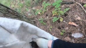 Посадка голубики в деревянный короб, закопанный в грунт. Личный опыт.