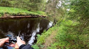 Belaza Haibo Air VS Kastking Valiant Kestrel река, лес, форели клюют на каждом забросе!!!