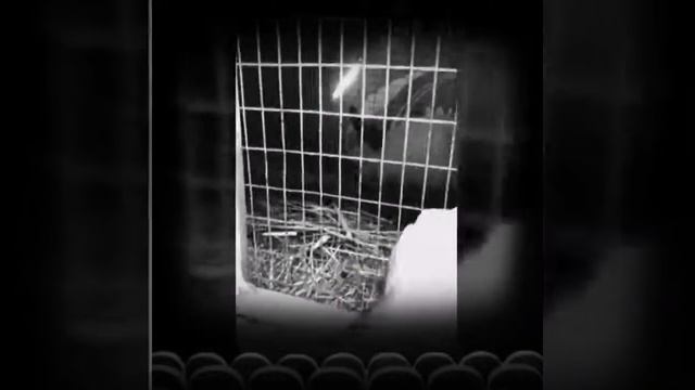 ЛЮБОВНЫЙ ТРЕУГОЛЬНИК смотреть онлайн