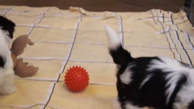 щенки бивера. 1мес и неделя puppies biewer 1m 1 week.