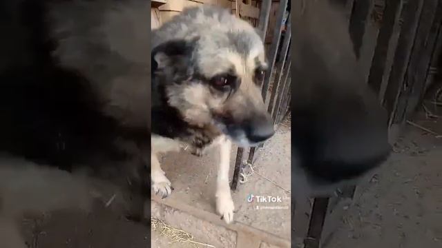 Самая умная собака смотреть онлайн