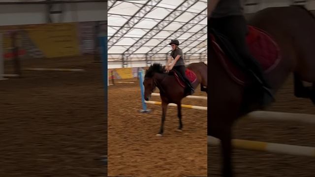 Конкур #конный #лошади #конныйспорт #jumping #конкур #horses #shorts