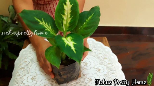 വിലക്കുറവിൽ ചെടികൾ...🍃|Dieffenbachia|Pilea|Calathea|Aglonema|Vinca Plant|Rhoeo|@nehusprettyhome