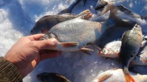 Рыбалка в Темиртау итог рыбалки