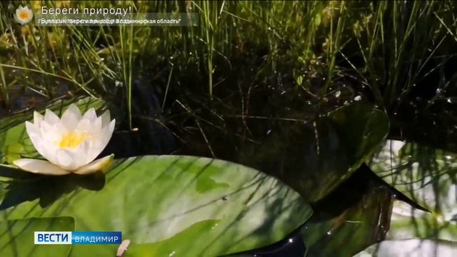 На водоемах Владимирской области расцвели белоснежные кувшинки смотреть онлайн