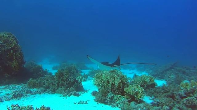 Eagle ray