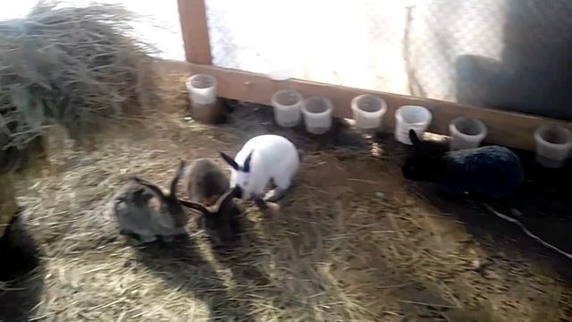 Вольеры. Чего бояться. смотреть онлайн