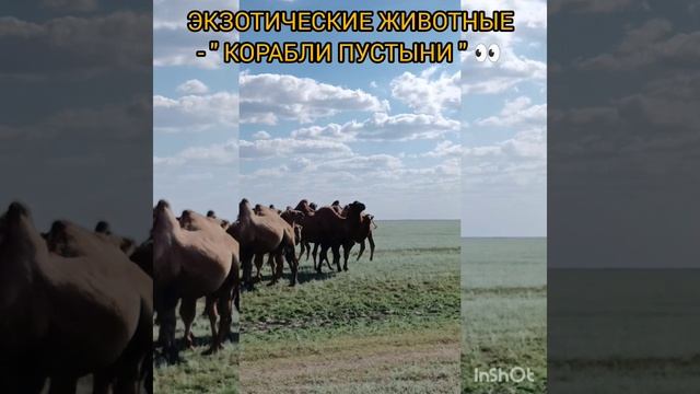 ЭКЗОТИЧЕСКИЕ ЖИВОТНЫЕ -  "КОРАБЛИ ПУСТЫНИ"?
РАСПРОСТРАНЕНЫ И НА НАШИХ ЗЕМЛЯХ?