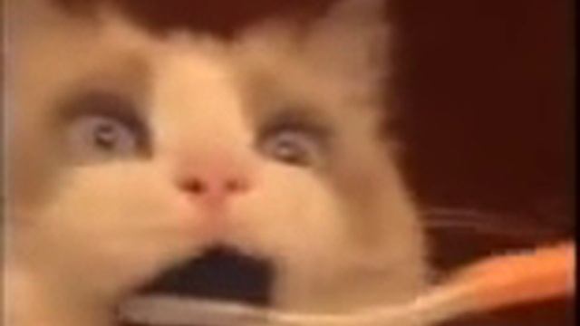 Cat cleans teeth with a toothbrush Кот чистит зубы зубной щеткой смотреть онлайн