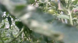 ОБЗОР СОРТА БЕШЕНАЯ ЛОШАДЬ | ПОМИДОРЫ, ТОМАТЫ