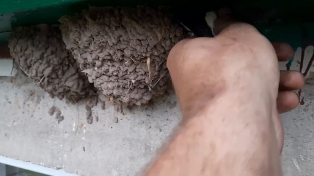 выпал птинец с гнезда ласточки. спасаем с доченькой. смотреть онлайн