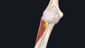 Мышца супинатор (m. supinator) 3D Анатомия