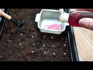 Сажайте перец на рассаду только после просмотра этого видео! Урожай увеличится в 3 раза!