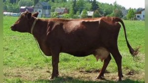 КРАСНОГОРБАТОВСКАЯ ПОРОДА КРС.