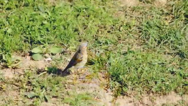 Птицы подмосковья 2015 смотреть онлайн