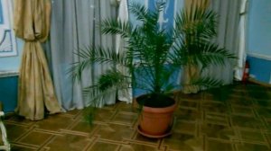 Комнатная пальма. Комнатные пальмы больших размеров