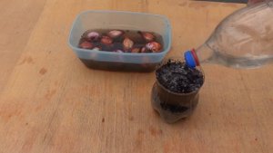 ПЕТРУШКА ЛУК КИНЗА / КАК ВЫРАЩИВАТЬ ЗЕЛЕНЬ ЗИМОЙ ЛУЧШИЕ СПОСОБЫ